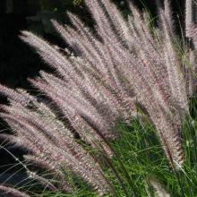 Pennisetum orientale 'Karley Rose'