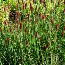 Pennisetum 'Red Bunny Tails' Pennisetum 'Red Bunny Tails'