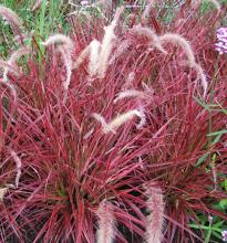 Pennisetum setaceum 'Fireworks' Pennisetum setaceum 'Fireworks'