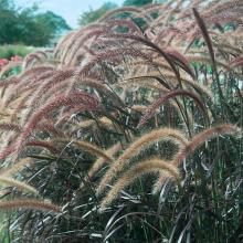 Pennisetum x advena 'Rubrum'