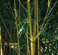 Phyllostachys aureosulc. 'Aureocaulis'