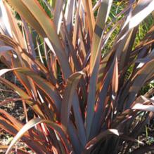 Phormium 'Amazing Red'