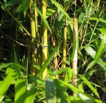 Phyllostachys aureosulcata 'Spectabilis'