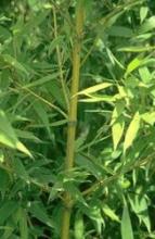 Phyllostachys aurea Phyllostachys aurea