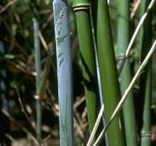 Phyllostachys bissettii
