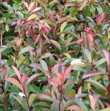 Photinia fraseri 'Red Robin' Photinia fraseri 'Red Robin'