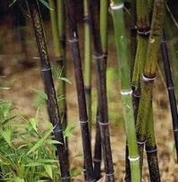 Phyllostachys nigra Phyllostachys nigra