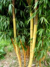 Phyllostachys vivax 'Aureocaulis'