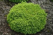 Picea abies 'Little Gem' Picea abies 'Little Gem'