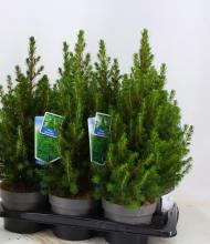 Picea glauca 'December' KERSTBOOM