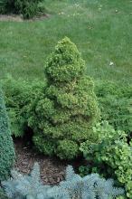 Picea glauca 'Rainbows End' Picea glauca 'Rainbows End'