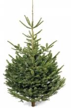 Picea omorika KERSTBOOM Picea omorika KERSTBOOM