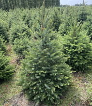 Picea omorika KERSTBOOM