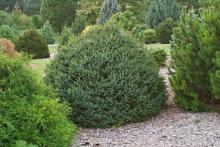 Picea omorika 'Nana' Picea omorika 'Nana'