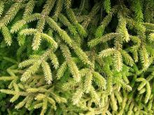Picea orientalis Picea orientalis