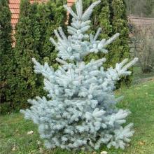 Picea pungens 'Edith'