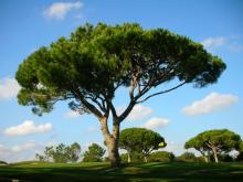 Pinus pinea 