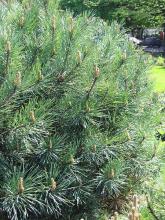 Pinus sylvestris 'Watereri' Pinus sylvestris 'Watereri'