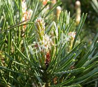 Pinus sylvestris Pinus sylvestris