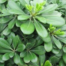 Pittosporum tobira 'Nana'