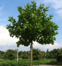 Platanus acerifolia 'Alphens Globe' Platanus acerifolia 'Alphens Globe'