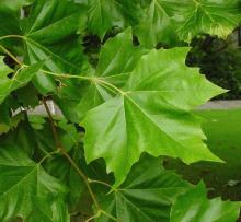 Platanus acerifolia