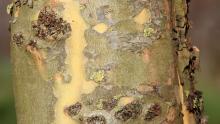 Platanus orientalis 'Minaret' Platanus orientalis 'Minaret'