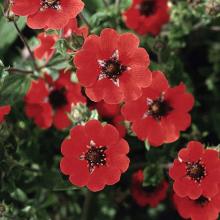 Potentilla 'Gibson's Scarlet' Potentilla 'Gibson's Scarlet'