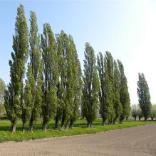 Populus nigra 'Italica' Populus nigra 'Italica'