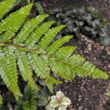 Polystichum polyblepharum