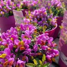 Polygala 'Purple Passion'