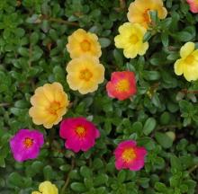 Portulaca