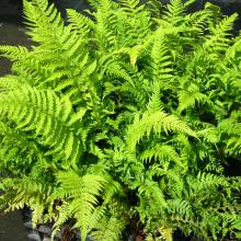 Polystichum setiferum 'Dahlem'