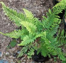 Polystichum setiferum 'Herrenhausen'