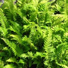 Polystichum setiferum 'Proliferum'