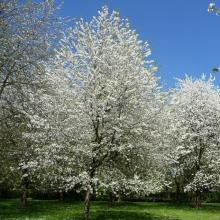 Prunus avium 'Plena' Prunus avium 'Plena'