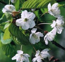 Prunus avium