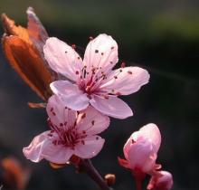 Prunus cerasifera 'Nigra' Prunus cerasifera 'Nigra'