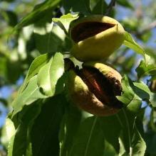 Prunus dulcis (Amandel)
