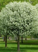 Prunus emin. 'Umbraculifera' Prunus emin. 'Umbraculifera'
