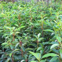 Prunus lusit. 'Angustifolia'