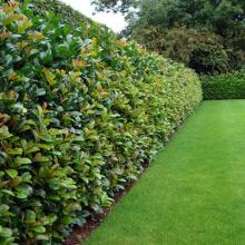 Prunus laur. 'Etna' ®