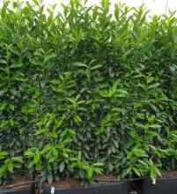 Prunus laur. 'Genolia' ® READY-HEDGE Prunus laur. 'Genolia' ® READY-HEDGE