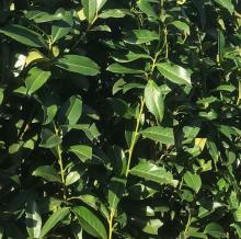 Prunus laur. 'Genolia'®