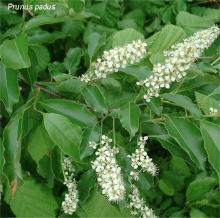 Prunus padus