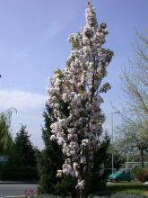 Prunus serr. 'Amanogawa' Prunus serr. 'Amanogawa'