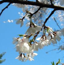 Prunus subh. 'Autumnalis' Prunus subh. 'Autumnalis'