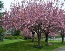 Prunus serr. 'Kanzan' Prunus serr. 'Kanzan'