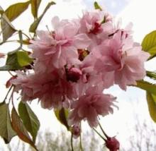 Prunus serr. 'Kiku-shidare-zakura' Prunus serr. 'Kiku-shidare-zakura'