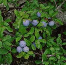 Prunus spinosa Prunus spinosa